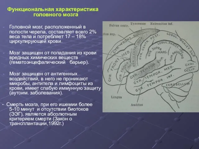 Функциональная характеристика головного мозга Головной мозг, расположенный в полости черепа, составляет всего 2%