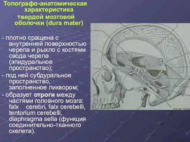 Топографо-анатомическая характеристика твердой мозговой оболочки (dura mater) - плотно сращена с внутренней поверхностью