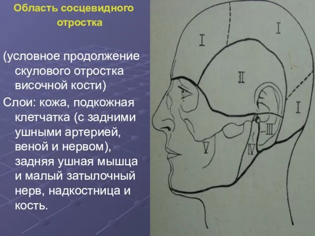 Область сосцевидного отростка (условное продолжение скулового отростка височной кости) Слои: кожа, подкожная клетчатка