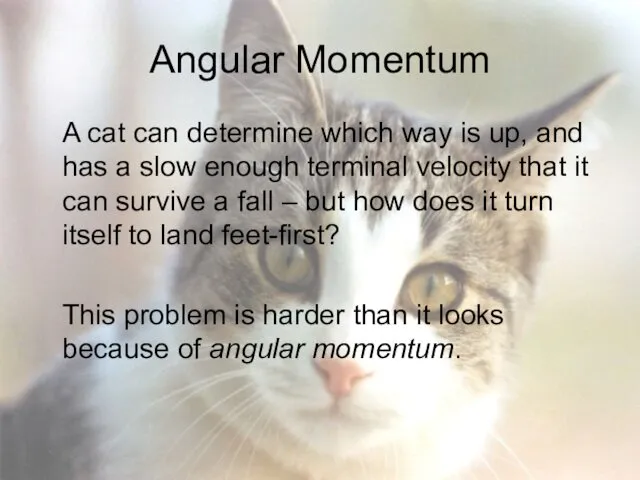 Angular Momentum A cat can determine which way is up, and has a