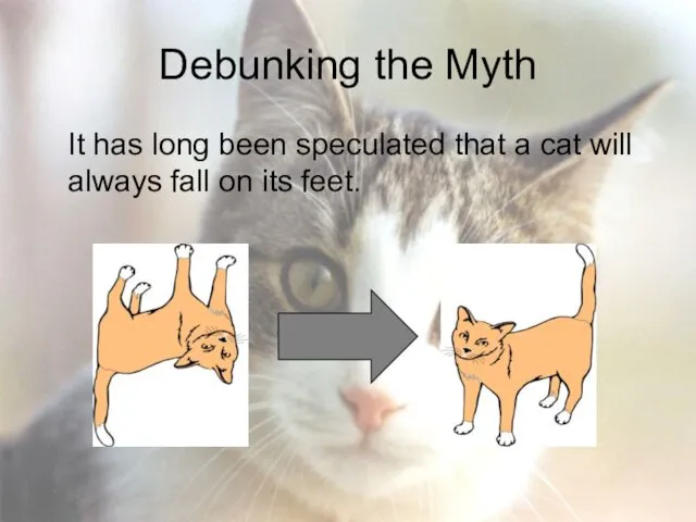 Debunking the Myth It has long been speculated that a cat will always