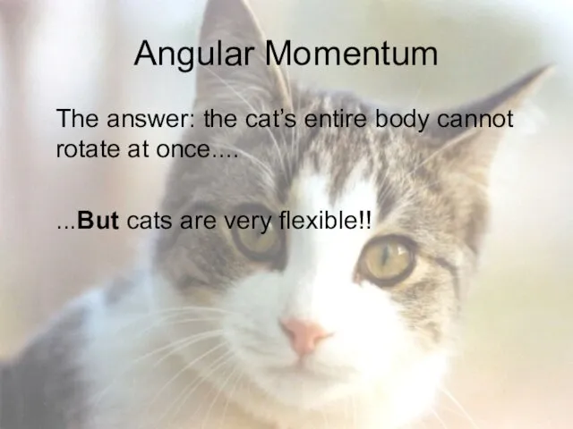 Angular Momentum The answer: the cat’s entire body cannot rotate at once.... ...But