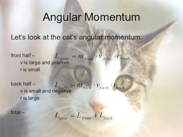 Angular Momentum Let’s look at the cat’s angular momentum: front half – v