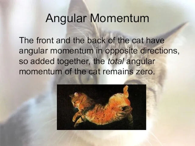 Angular Momentum The front and the back of the cat have angular momentum