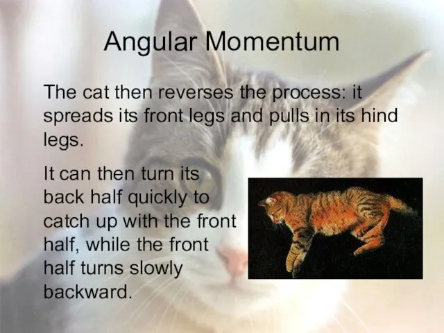 Angular Momentum The cat then reverses the process: it spreads its front legs