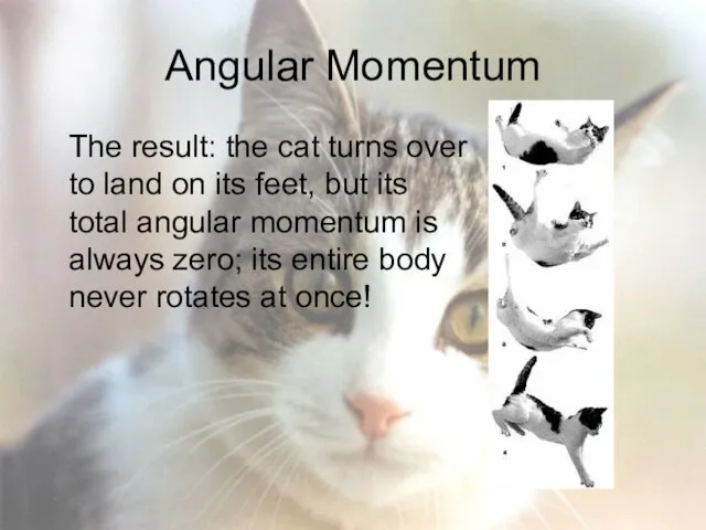 Angular Momentum The result: the cat turns over to land on its feet,