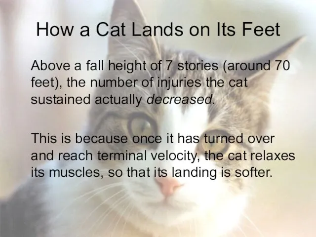 How a Cat Lands on Its Feet Above a fall height of 7