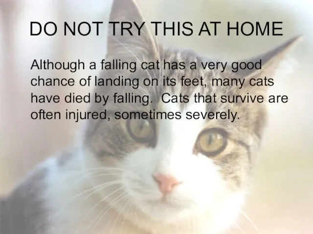 DO NOT TRY THIS AT HOME Although a falling cat has a very