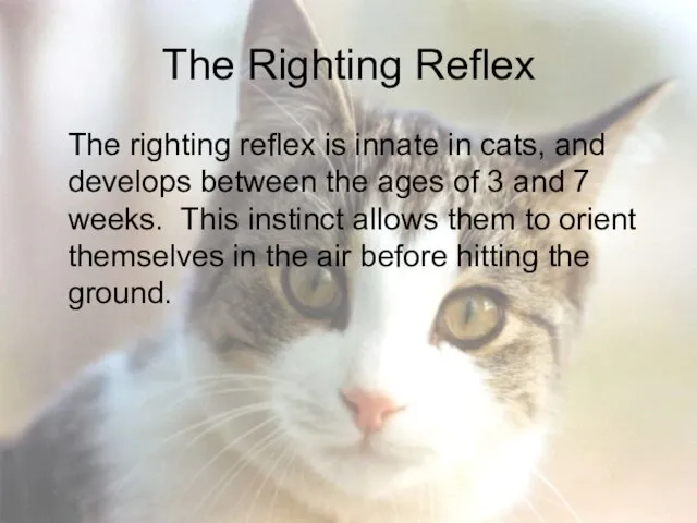 The Righting Reflex The righting reflex is innate in cats, and develops between