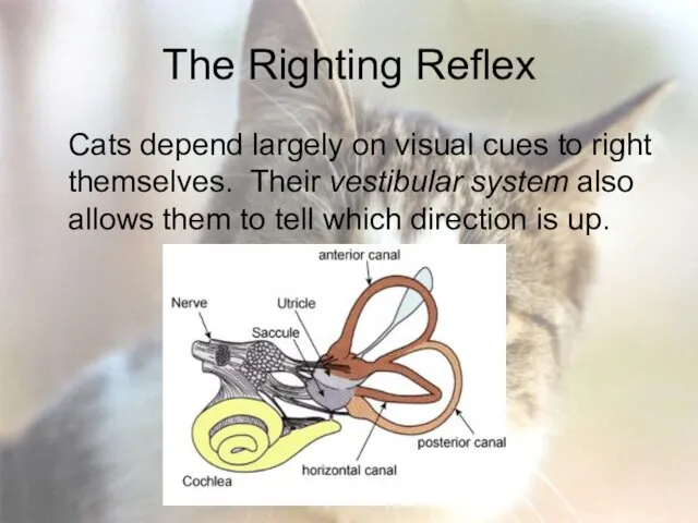 The Righting Reflex Cats depend largely on visual cues to right themselves. Their