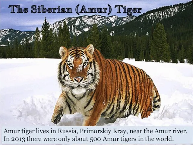 Amur tiger lives in Russia, Primorskiy Kray, near the Amur