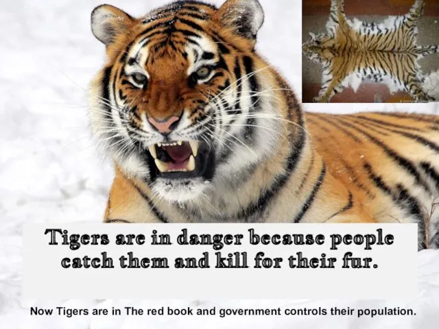 Tigers are in danger because people catch them and kill