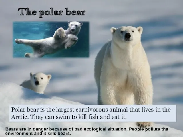 The polar bear Polar bear is the largest carnivorous animal