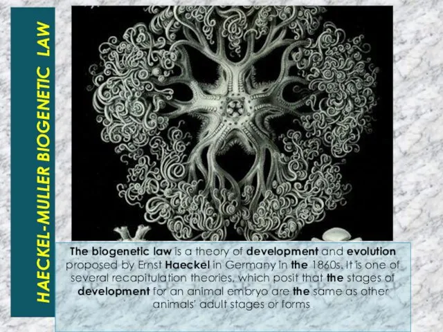 HAECKEL-MULLER BIOGENETIC LAW The biogenetic law is a theory of