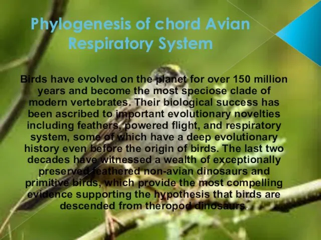 Phylogenesis of chord Avian Respiratory System Birds have evolved on