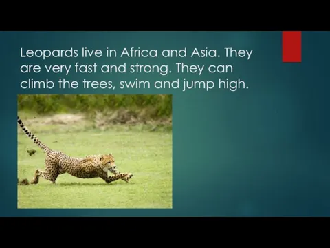 Leopards live in Africa and Asia. They are very fast