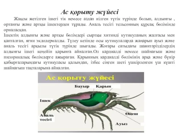 Ас қорыту жүйесі Жақсы жетілген ішегі тік немесе аздап иілген