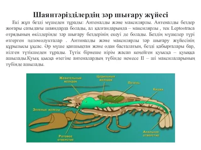 Шаянтәрізділердің зәр шығару жүйесі Екі жұп безді мүшеден тұрады: Антеналды