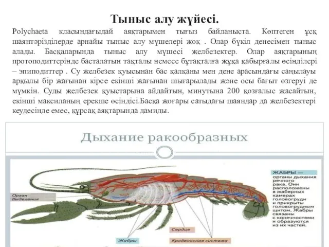 Тыныс алу жүйесі. Polychaeta класындағыдай аяқтарымен тығыз байланыста. Көптеген ұсқ