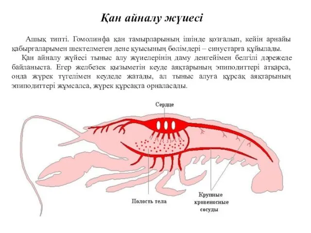 Қан айналу жүиесі Ашық типті. Гомолинфа қан тамырларының ішінде қозғалып,