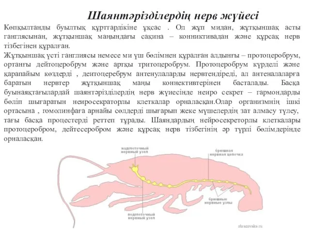 Шаянтәрізділердің нерв жүйесі Көпқылтанды буылтық құрттардікіне ұқсас . Ол жұп