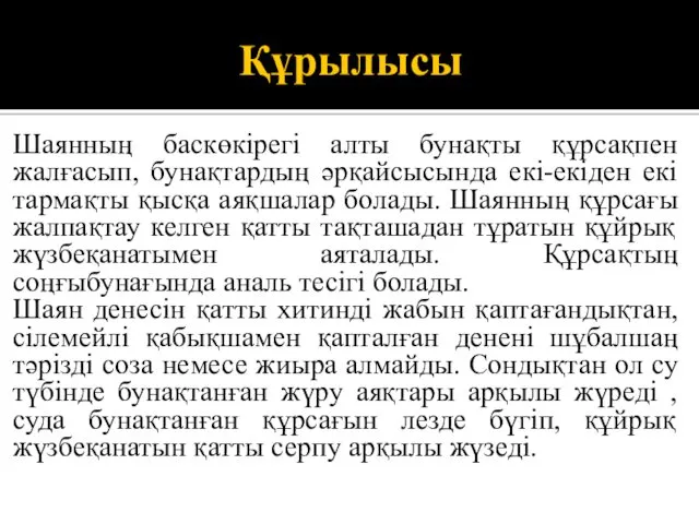 Құрылысы Шаянның баскөкірегі алты бунақты құрсақпен жалғасып, бунақтардың әрқайсысында екі-екіден