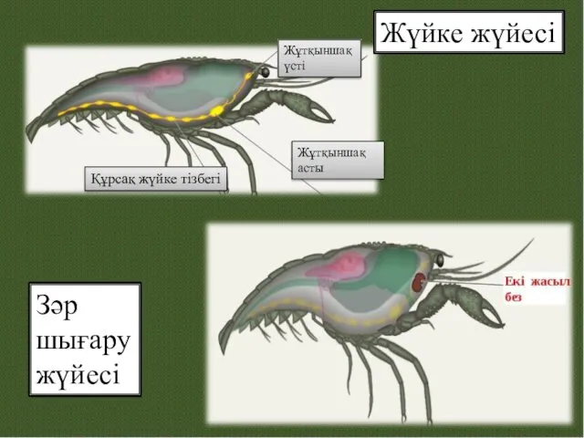 Жүйке жүйесі Жұтқыншақ үсті Жұтқыншақ асты Құрсақ жүйке тізбегі Зәр шығару жүйесі