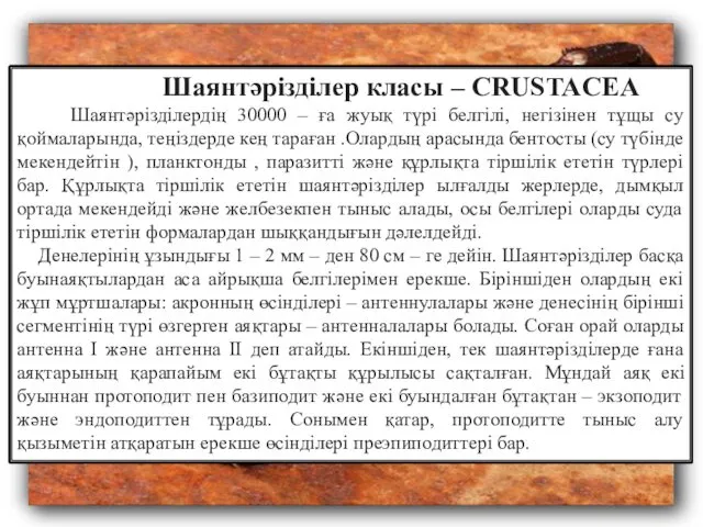 Шаянтәрізділер класы – CRUSTACEA Шаянтәрізділердің 30000 – ға жуық түрі