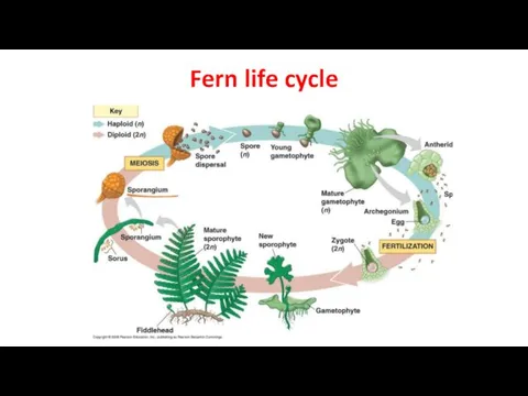 Fern life cycle