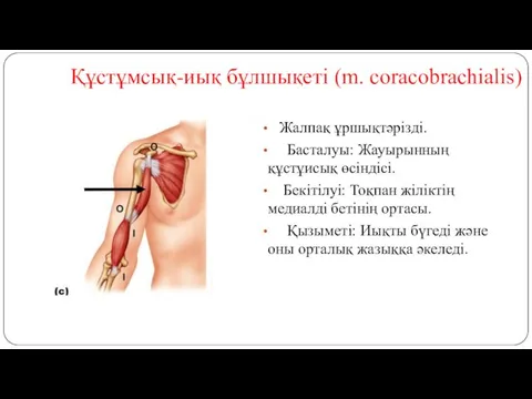 Құстұмсық-иық бұлшықеті (m. coracobrachialis) Жалпақ ұршықтәрізді. Басталуы: Жауырынның құстұисық өсіндісі.