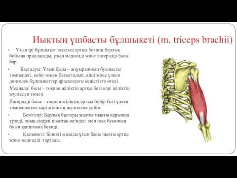 Иықтың үшбасты бұлшықеті (m. triceps brachii) Ұзын ірі бұлшықет иықтың