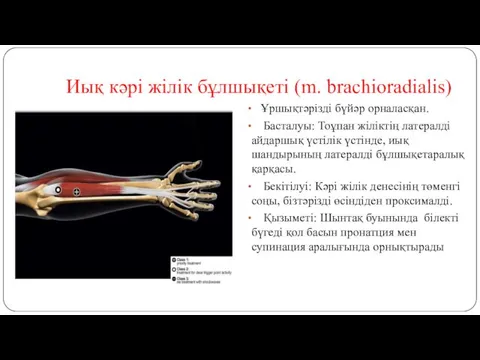 Иық кәрі жілік бұлшықеті (m. brachioradialis) Ұршықтәрізді бүйәр орналасқан. Басталуы: