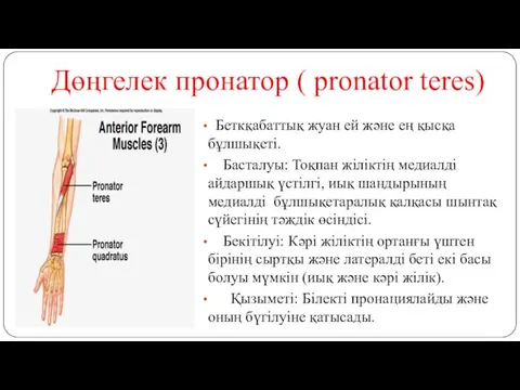 Дөңгелек пронатор ( pronator teres) Беткқабаттық жуан ей және ең