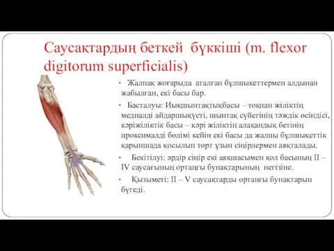 Саусақтардың беткей бүккіші (m. flexor digitorum superficialis) Жалпақ жоғарыда аталған