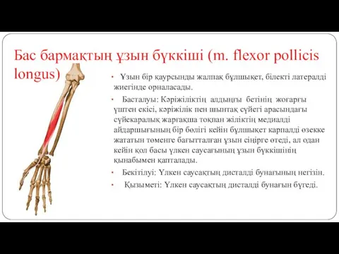 Бас бармақтың ұзын бүккіші (m. flexor pollicis longus) Ұзын бір