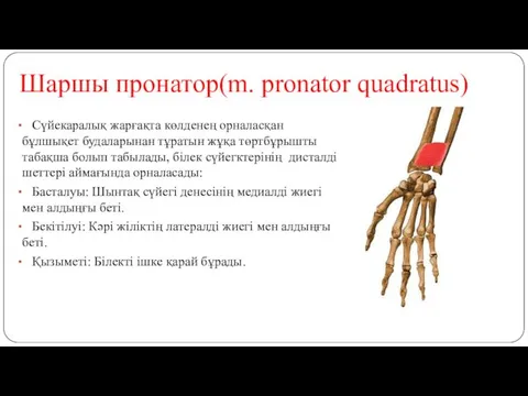 Шаршы пронатор(m. pronator quadratus) Сүйекаралық жарғақта көлденең орналасқан бұлшықет будаларынан