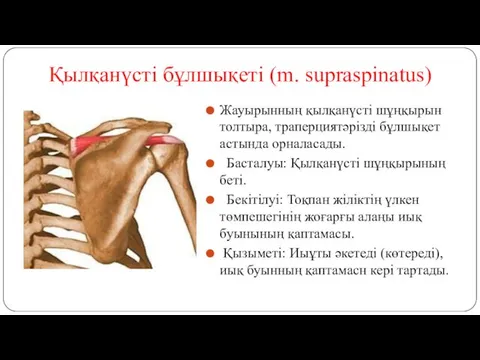 Қылқанүсті бұлшықеті (m. supraspinatus) Жауырынның қылқанүсті шұңқырын толтыра, траперциятәрізді бұлшықет