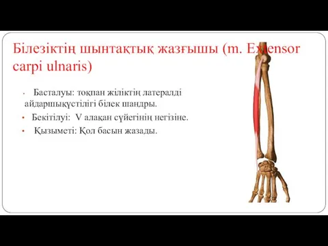 Білезіктің шынтақтық жазғышы (m. Extensor carpi ulnaris) Басталуы: тоқпан жіліктің