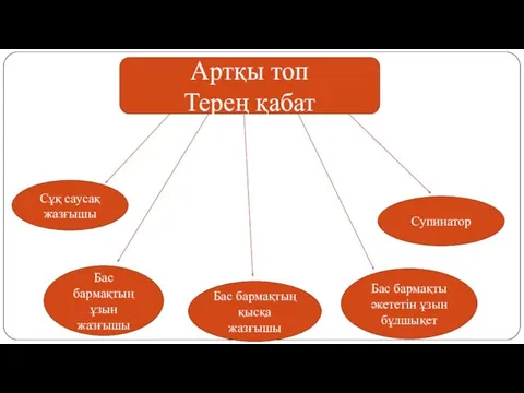 Артқы топ Терең қабат Супинатор Бас бармақты әкететін ұзын бұлшықет