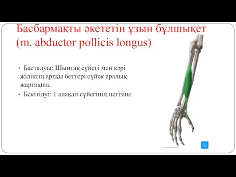 Басбармақты әкететін ұзын бұлшықет (m. abductor pollicis longus) Басталуы: Шынтақ