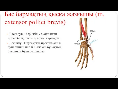 Бас бармақтың қысқа жазғышы (m. extensor pollici brevis) Басталуы: Кәрі