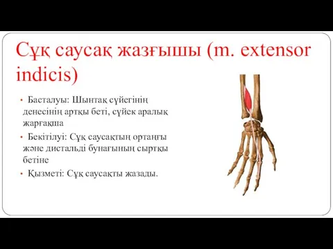 Сұқ саусақ жазғышы (m. extensor indicis) Басталуы: Шынтақ сүйегінің денесінің