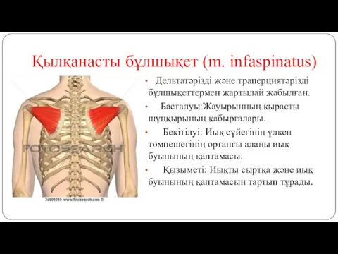 Қылқанасты бұлшықет (m. infaspinatus) Дельтатәрізді және траперциятәрізді бұлшықеттермен жартылай жабылған.