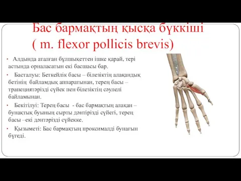 Бас бармақтың қысқа бүккіші ( m. flexor pollicis brevis) Алдында