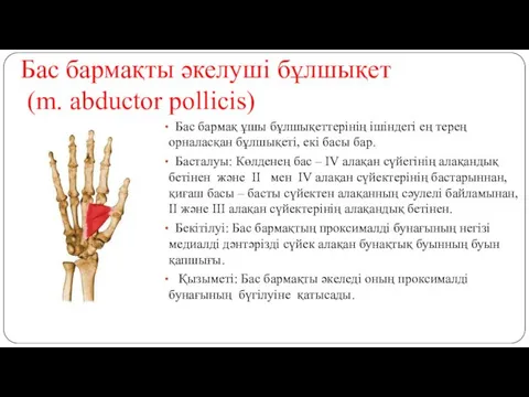 Бас бармақты әкелуші бұлшықет (m. abductor pollicis) Бас бармақ ұшы