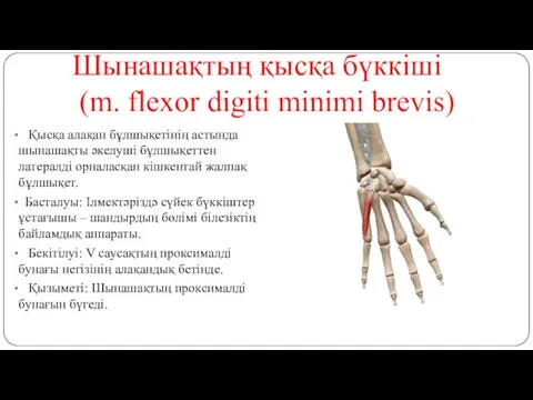 Шынашақтың қысқа бүккіші (m. flexor digiti minimi brevis) Қысқа алақан