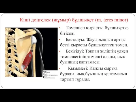 Кіші дөңгелек (жұмыр) бұлшықет (m. teres minor) Төменнен қырасты бұлшықетке