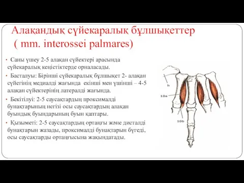 Алақандық сүйекаралық бұлшықеттер ( mm. interossei palmares) Саны үшеу 2-5