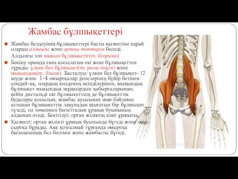 Жамбас бұлшықеттері Жамбас белдеуінің бұлшықеттері басты қызметіне қарай оларды алдыңғы