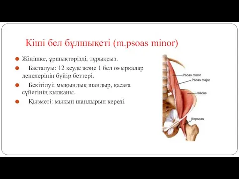 Кіші бел бұлшықеті (m.psoas minor) Жіңішке, ұршықтәрізді, тұрықсыз. Басталуы: 12